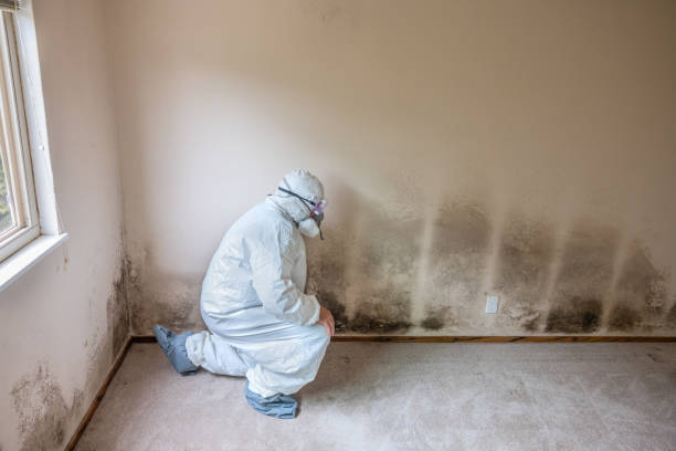 Best Preventive Mold Services in Quinnipiac University, CT